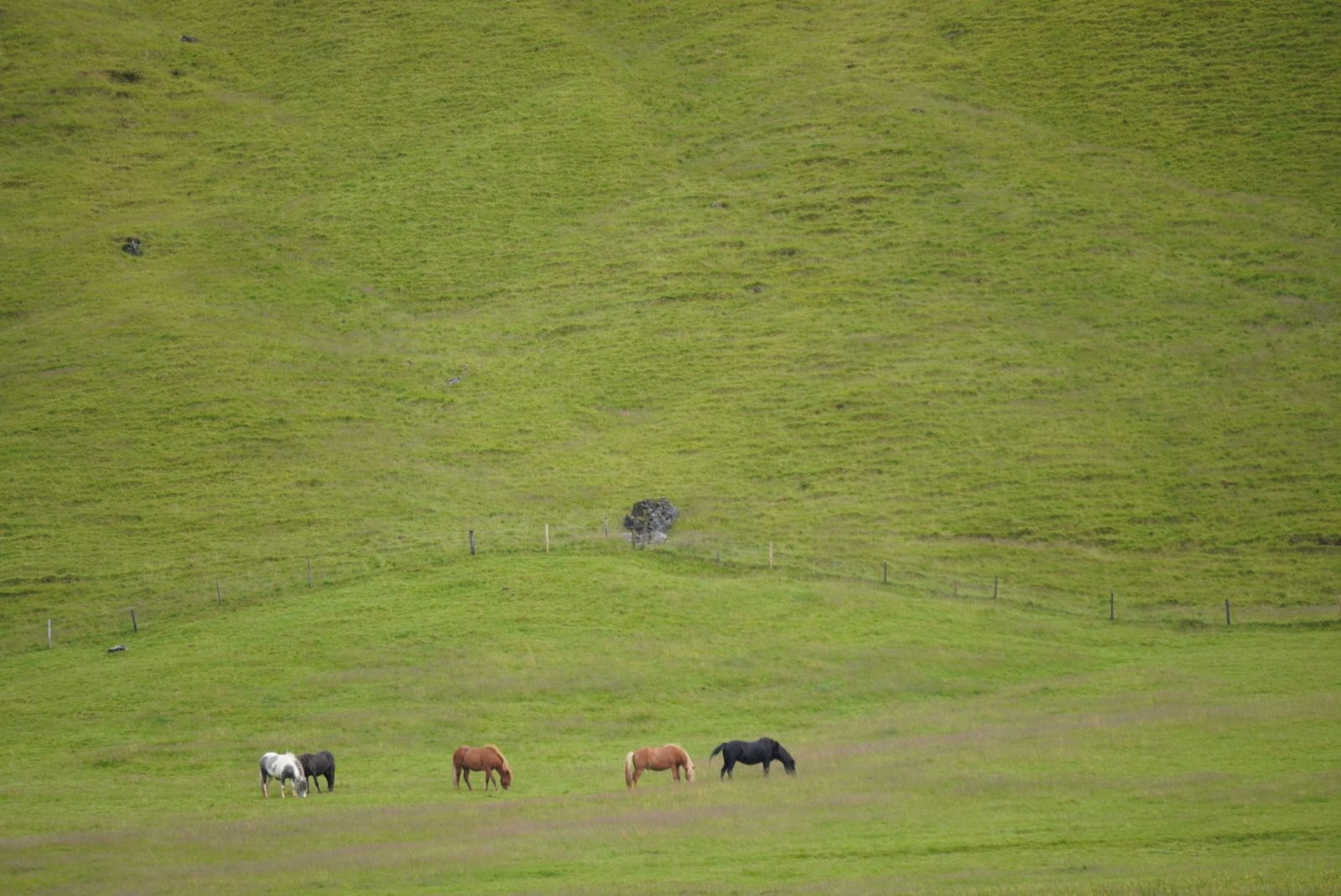 Horses grazing on a green hillside, Iceland.