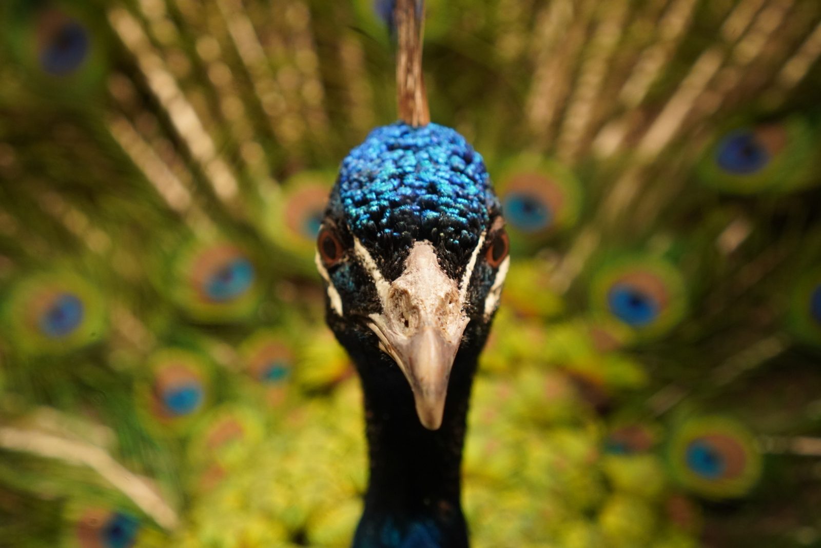 A peacock, up close, Copenhagen.